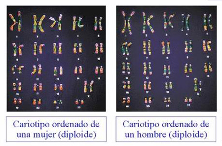 cromosomas humanos