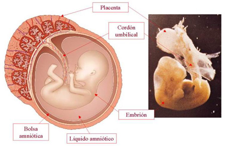 feto y placenta