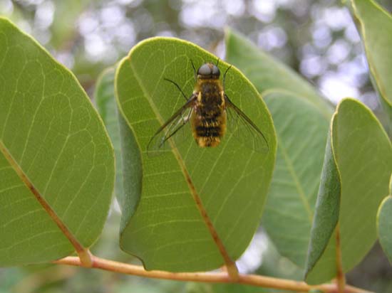 abeja