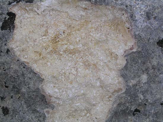 biomicrita