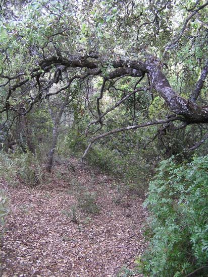 bosque