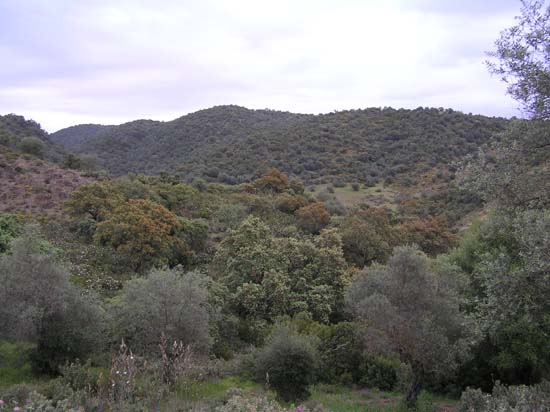 bosque