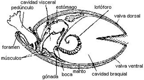 braquiopodo