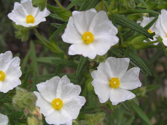 c.monspelienis