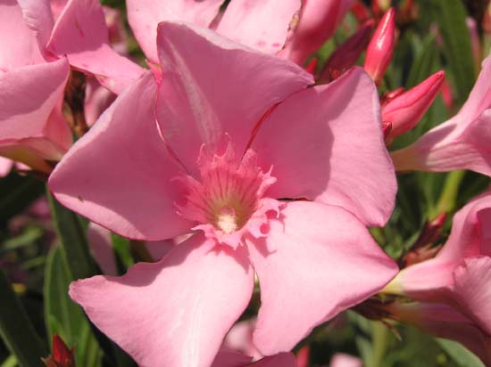 flor