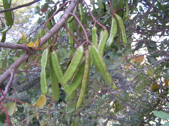 fruto