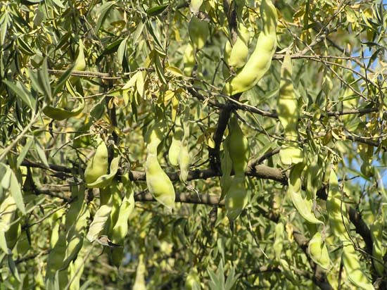 fruto