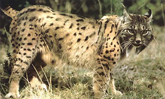 lince-iberico