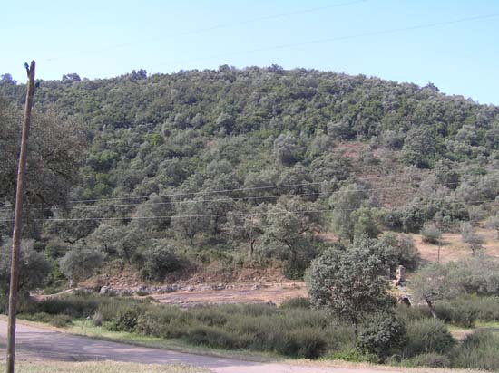 monte