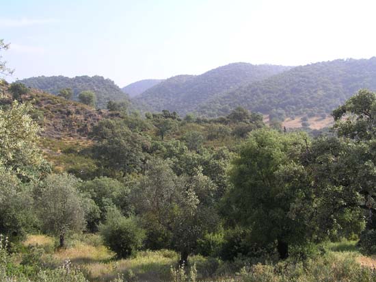 pan