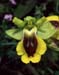 Ophrys
