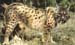 lince-iberico