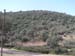 monte
