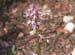 orquidea